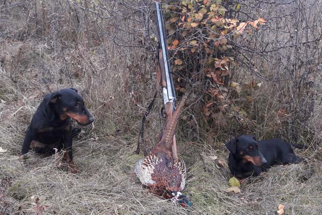 правила охоты на фазана с собаками